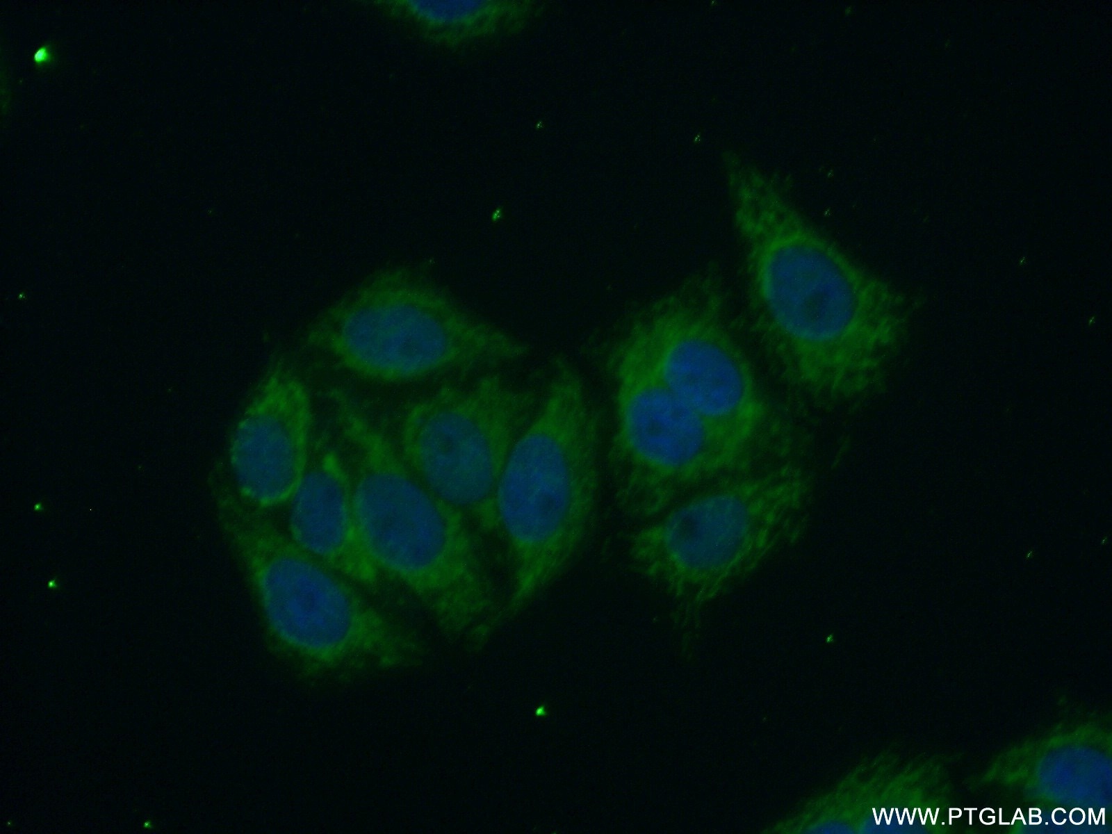 Immunofluorescence (IF) / fluorescent staining of HepG2 cells using SLC9A9 Polyclonal antibody (13718-1-AP)