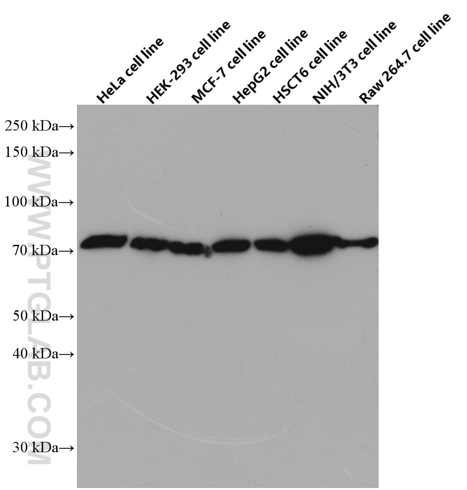 Western Blot (WB) analysis of various lysates using SLC9A9 Monoclonal antibody (66577-1-Ig)