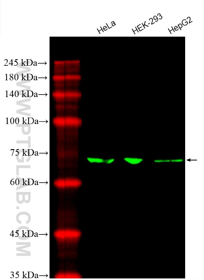 Western Blot (WB) analysis of various lysates using CoraLite® Plus 488-conjugated SLC9A9 Monoclonal an (CL488-66577)