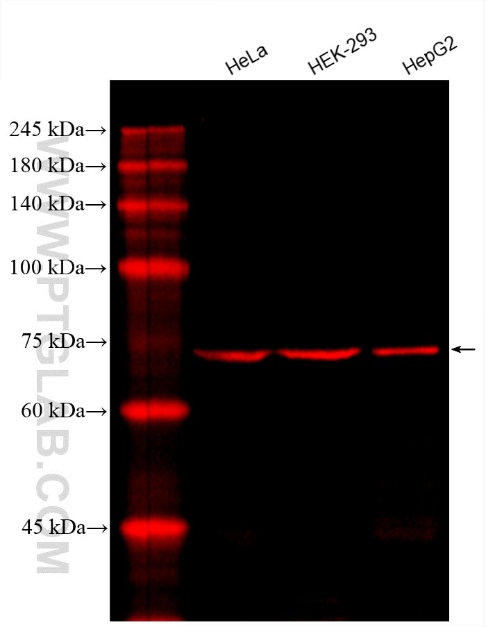 Western Blot (WB) analysis of various lysates using CoraLite®594-conjugated SLC9A9 Monoclonal antibody (CL594-66577)