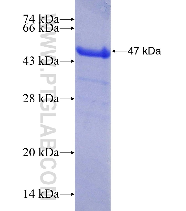 SLC9A9 fusion protein Ag4660 SDS-PAGE