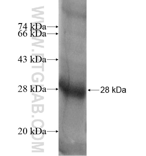 SLCO1A2 fusion protein Ag13566 SDS-PAGE