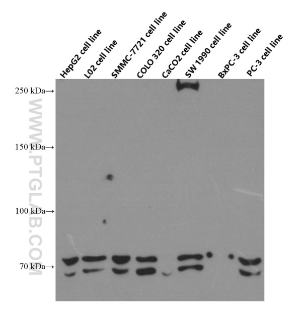Western Blot (WB) analysis of HepG2 cells using SLCO1B3 Monoclonal antibody (66381-1-Ig)