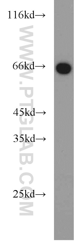 Western Blot (WB) analysis of NIH/3T3 cells using PGT Polyclonal antibody (14327-1-AP)