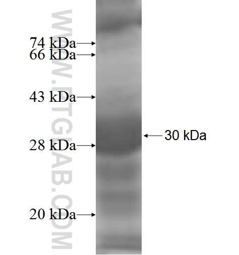 PGT fusion protein Ag5900 SDS-PAGE