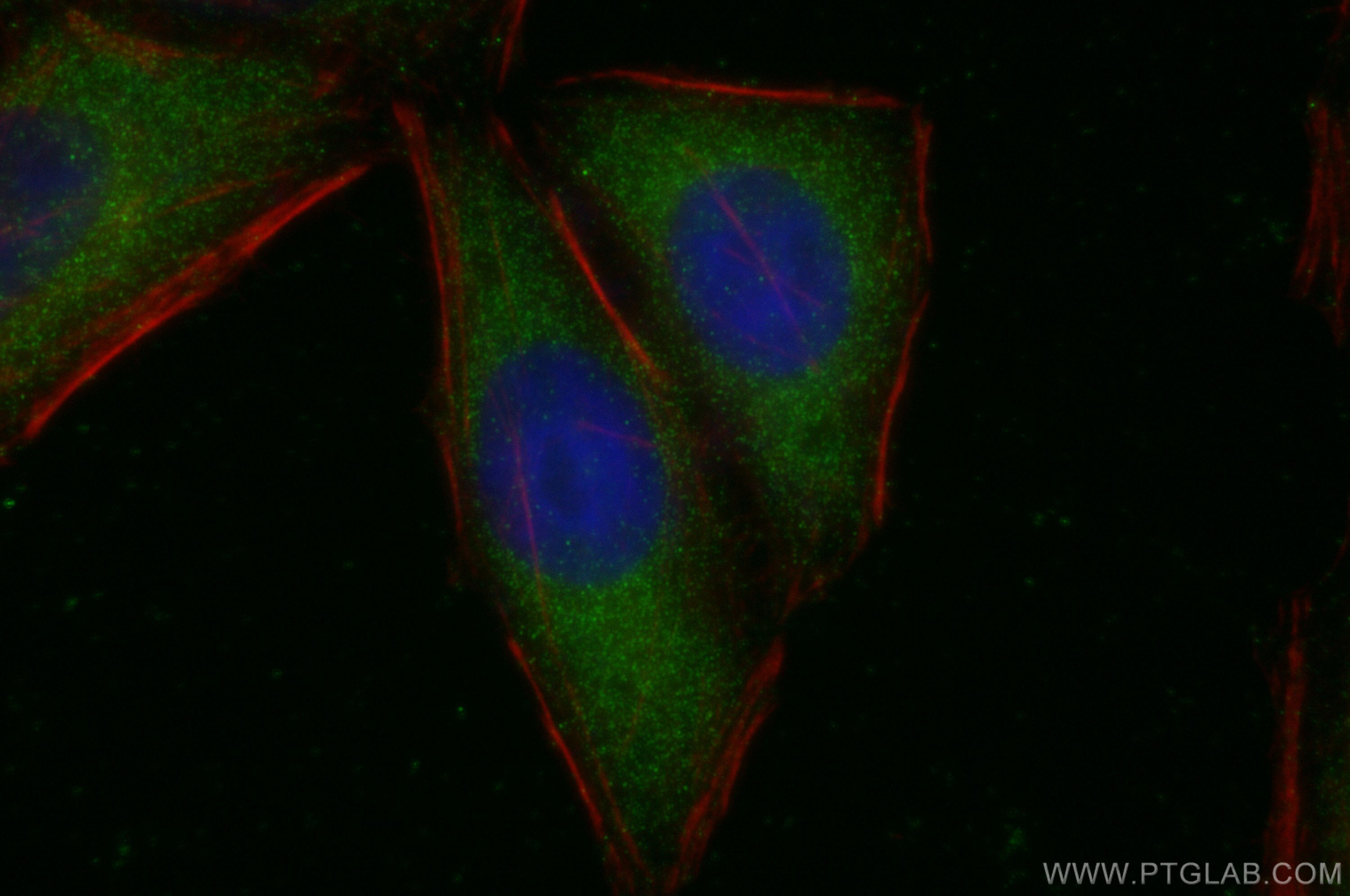 Immunofluorescence (IF) / fluorescent staining of HepG2 cells using SLCO2B1 Polyclonal antibody (55180-1-AP)
