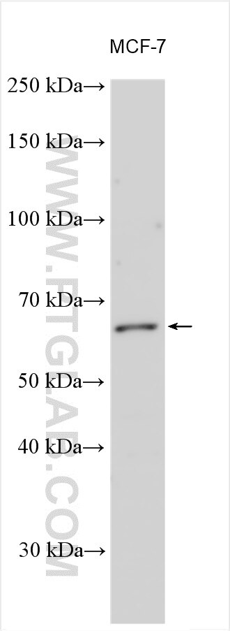 Western Blot (WB) analysis of various lysates using SLCO2B1 Polyclonal antibody (55180-1-AP)
