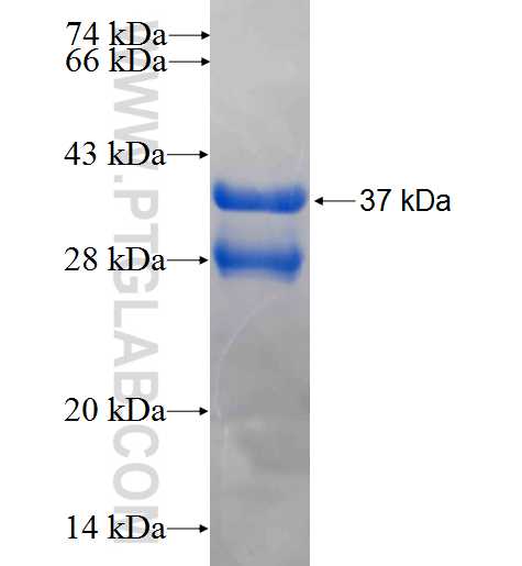 SLCO4A1 fusion protein Ag23905 SDS-PAGE