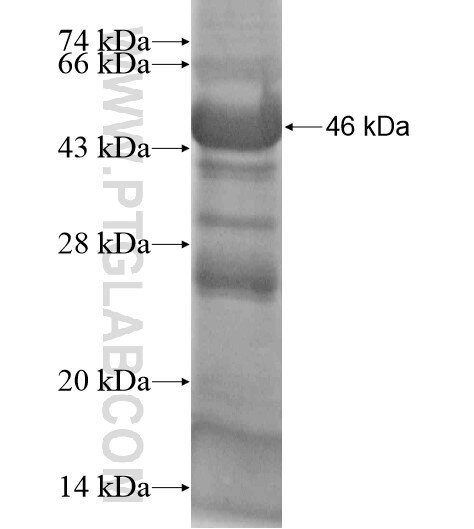 SLCO4C1 fusion protein Ag20177 SDS-PAGE