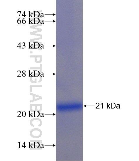 SLCO4C1 fusion protein Ag20219 SDS-PAGE
