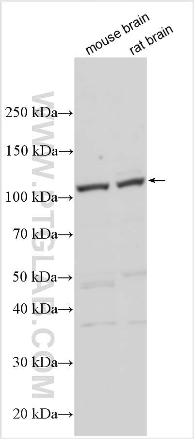Western Blot (WB) analysis of various lysates using OATP5A1/SLCO5A1 Polyclonal antibody (25744-1-AP)