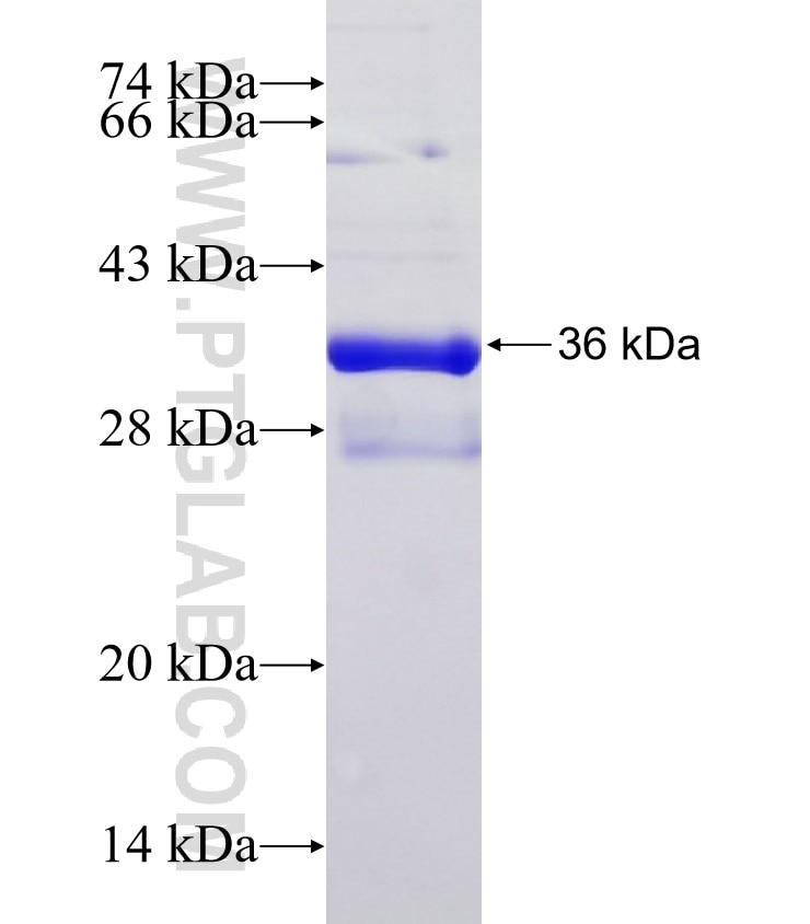 SLCO6A1 fusion protein Ag1532 SDS-PAGE