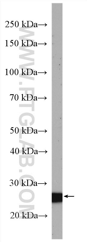Western Blot (WB) analysis of mouse thymus tissue using SLD5 Polyclonal antibody (13315-1-AP)