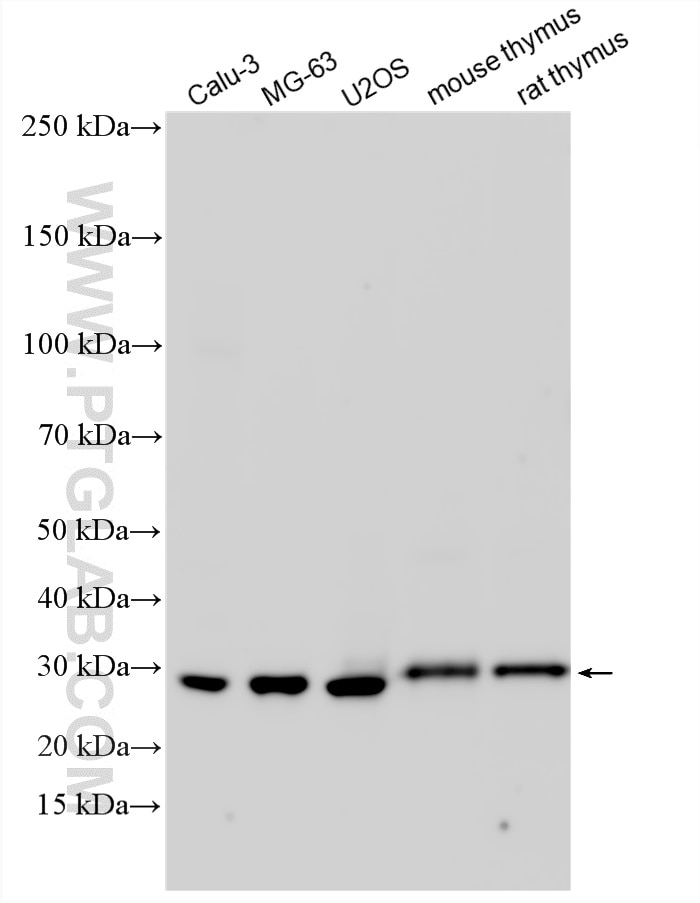 Western Blot (WB) analysis of various lysates using SLD5 Polyclonal antibody (13315-1-AP)
