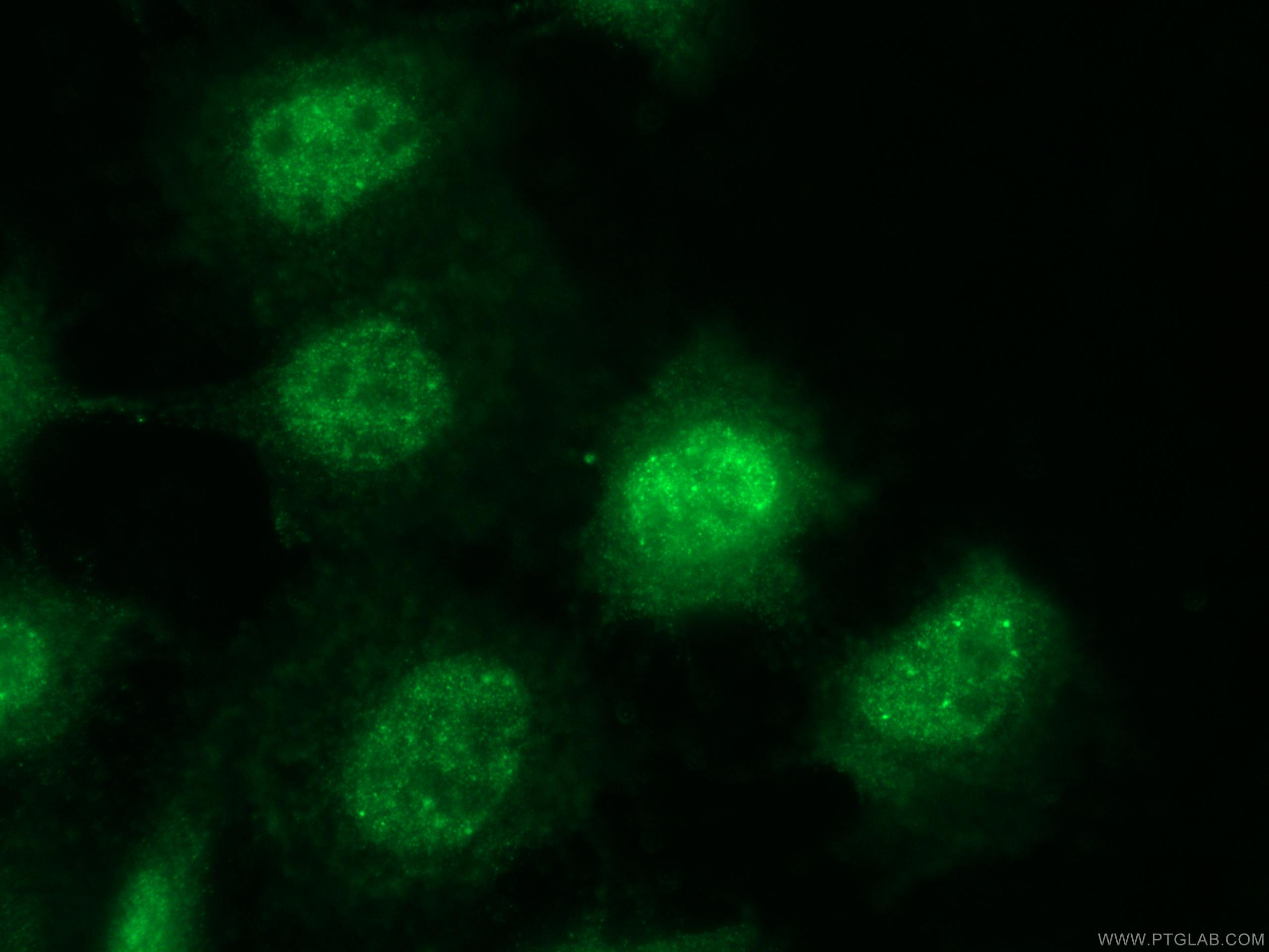 Immunofluorescence (IF) / fluorescent staining of A431 cells using SLFN11 Polyclonal antibody (26060-1-AP)