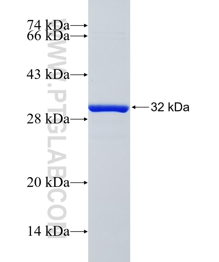 SLFN11 fusion protein Ag22030 SDS-PAGE