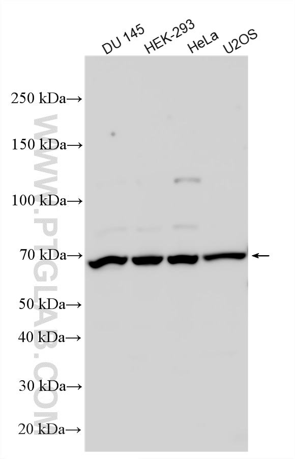 WB analysis using 30550-1-AP Western Blot (WB) analysis of various lysates using SLFN12 Polyclonal antibody (30550-1-AP)