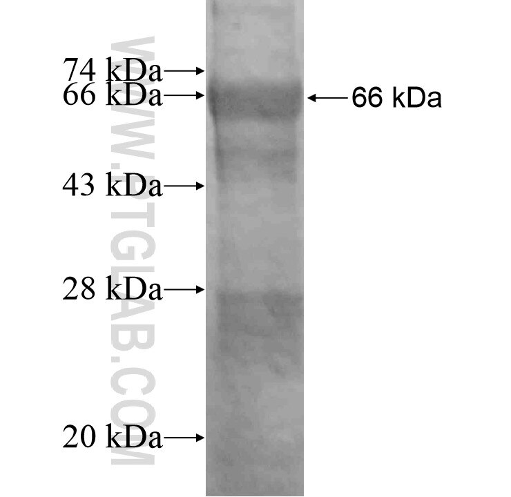 SLFN12 fusion protein Ag11275 SDS-PAGE