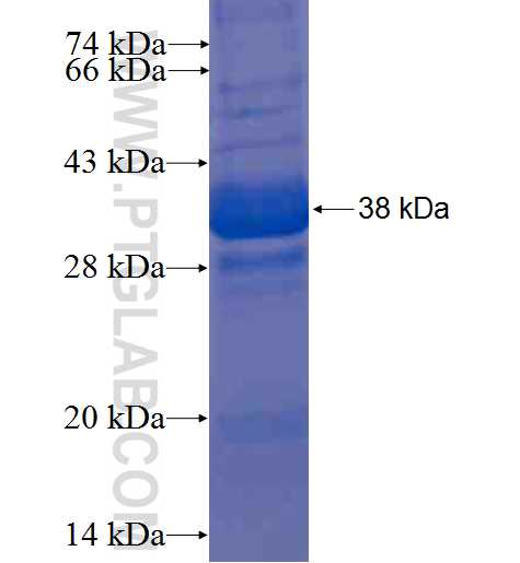 SLFN5 fusion protein Ag9168 SDS-PAGE