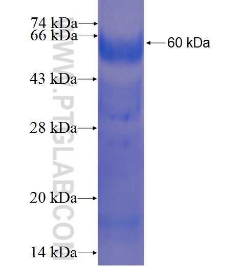 SLFN5 fusion protein Ag9959 SDS-PAGE