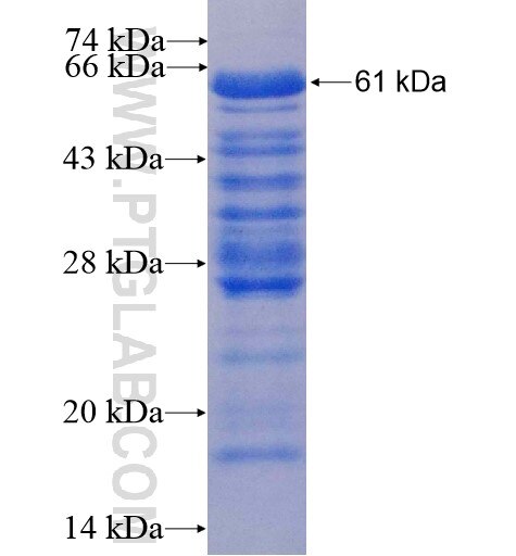 SLFNL1 fusion protein Ag10616 SDS-PAGE