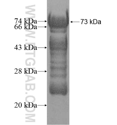 SLFNL1 fusion protein Ag10887 SDS-PAGE