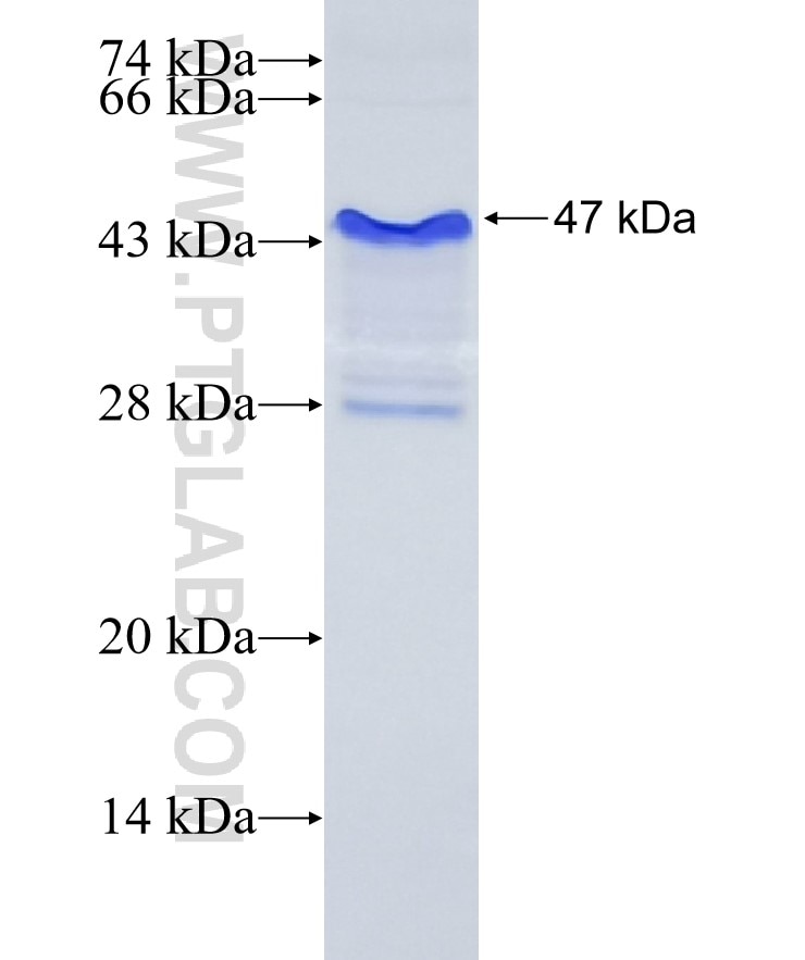 SLIT1 fusion protein Ag26451 SDS-PAGE