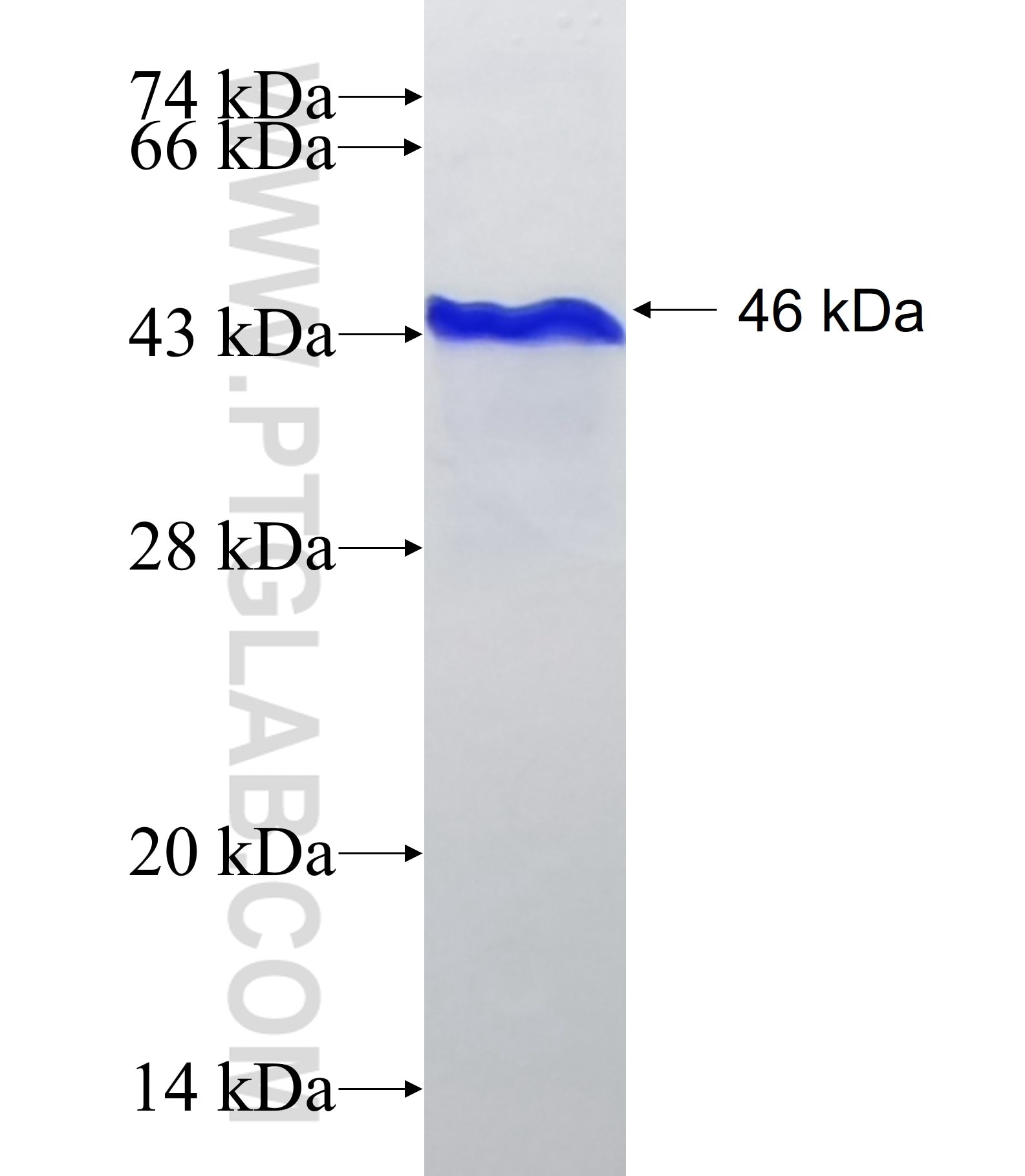 SLIT1 fusion protein Ag26451 SDS-PAGE