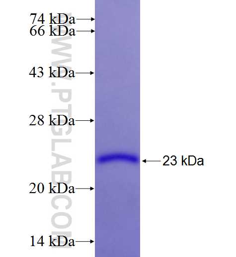 SLIT1 fusion protein Ag26457 SDS-PAGE