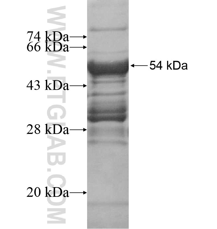 SLITRK3 fusion protein Ag16352 SDS-PAGE