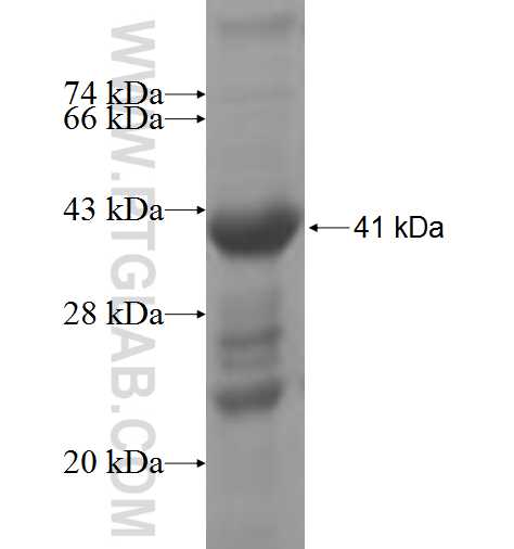 SLITRK4 fusion protein Ag4781 SDS-PAGE