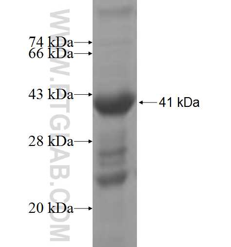 SLITRK4 fusion protein Ag4781 SDS-PAGE