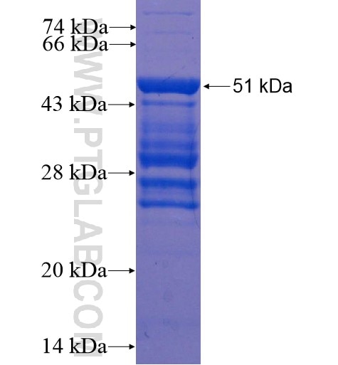 SLITRK5 fusion protein Ag15880 SDS-PAGE
