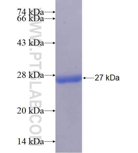 SLITRK6 fusion protein Ag16565 SDS-PAGE