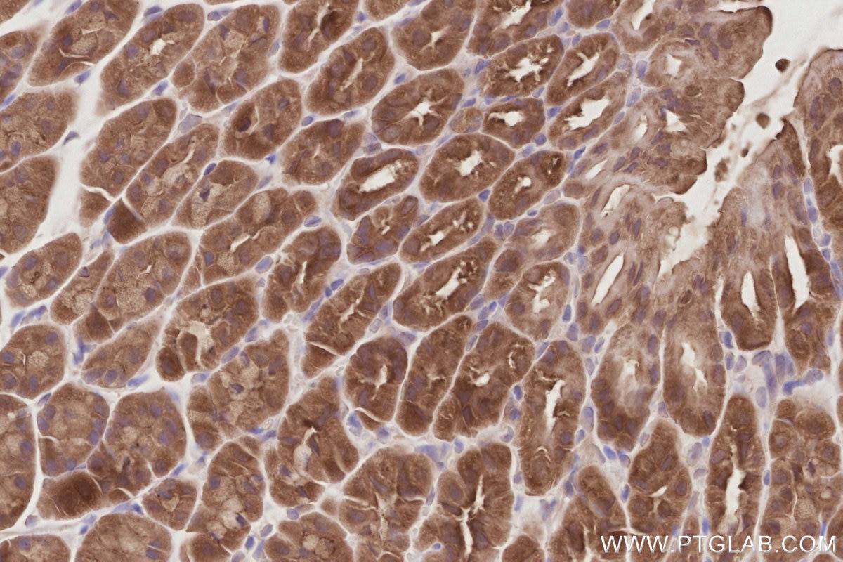Immunohistochemistry (IHC) staining of mouse stomach tissue using SLK Polyclonal antibody (19743-1-AP)
