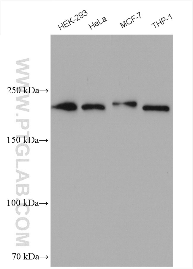 Western Blot (WB) analysis of various lysates using SLK Polyclonal antibody (19743-1-AP)