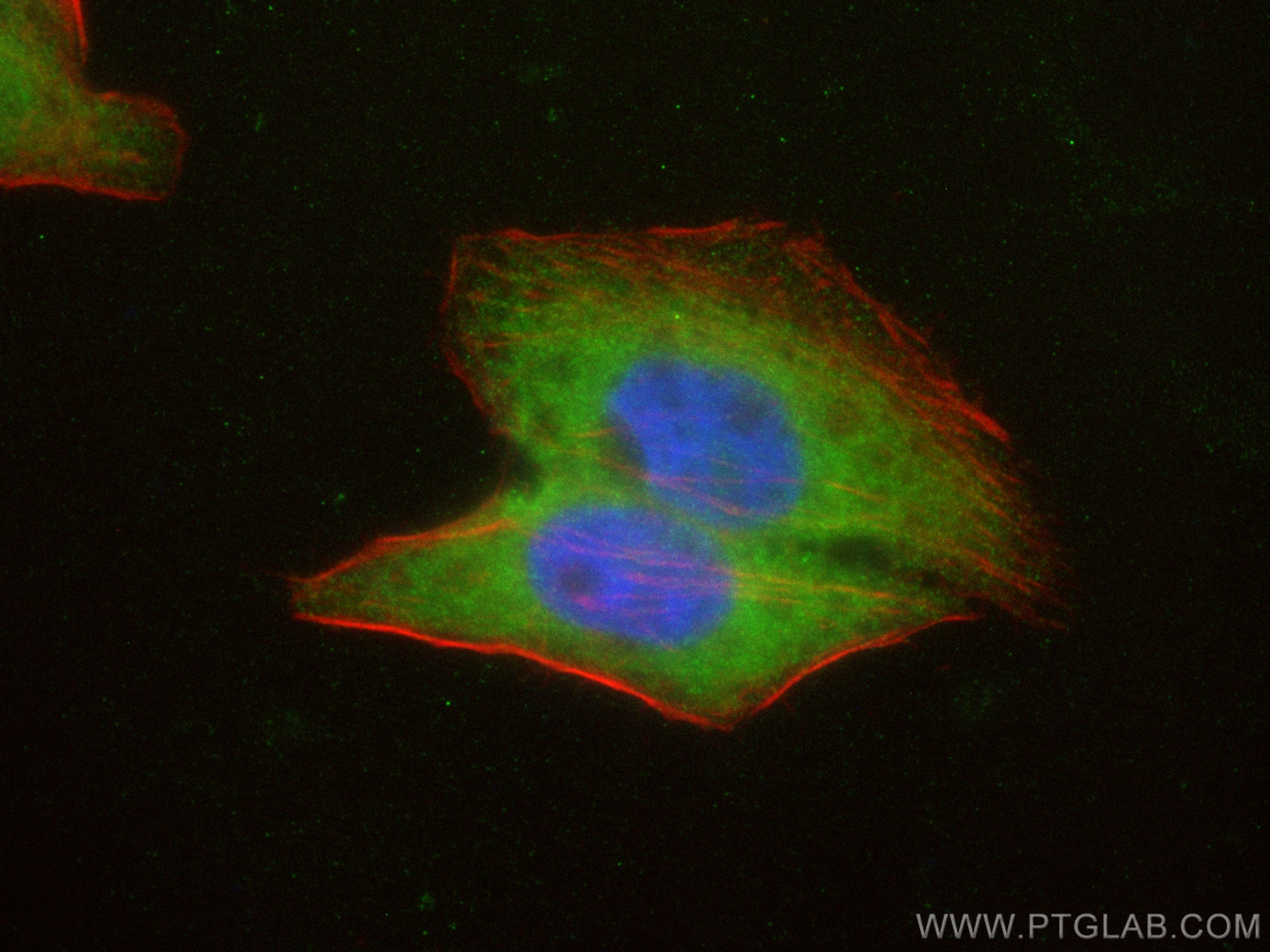 Immunofluorescence (IF) / fluorescent staining of HepG2 cells using CoraLite® Plus 488-conjugated SLK Polyclonal antib (CL488-19743)