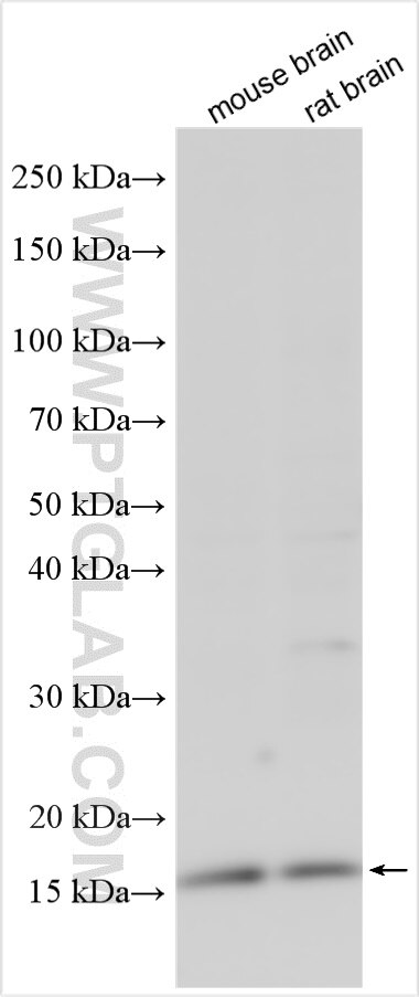 Western Blot (WB) analysis of various lysates using PRELID3A Polyclonal antibody (25065-1-AP)