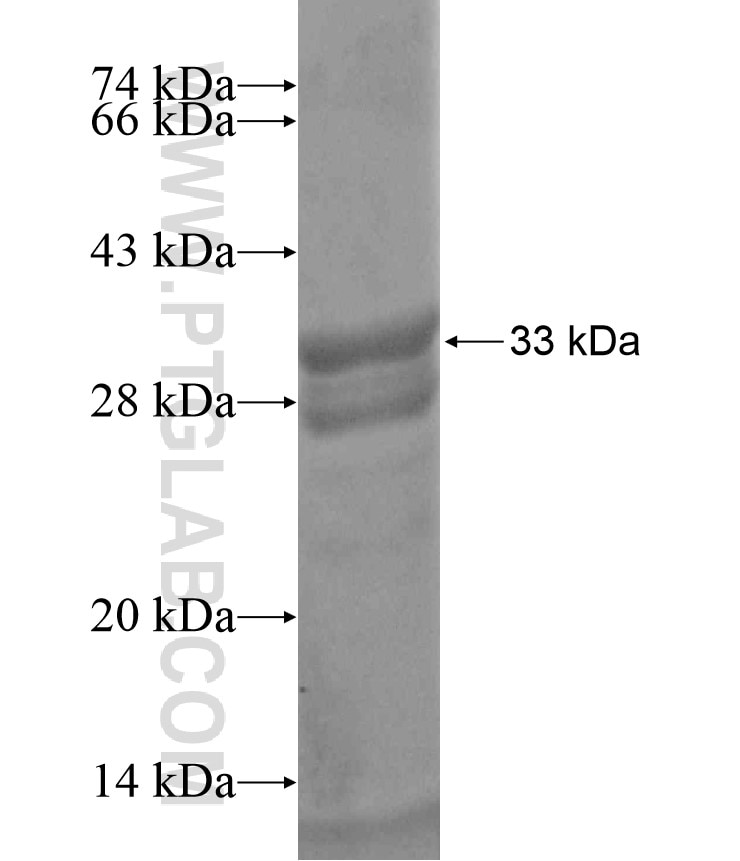 SLMO2 fusion protein Ag17830 SDS-PAGE