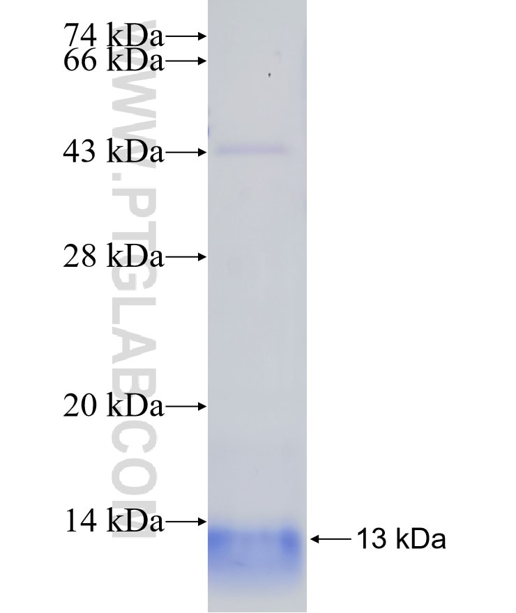 SLN fusion protein Ag13460 SDS-PAGE