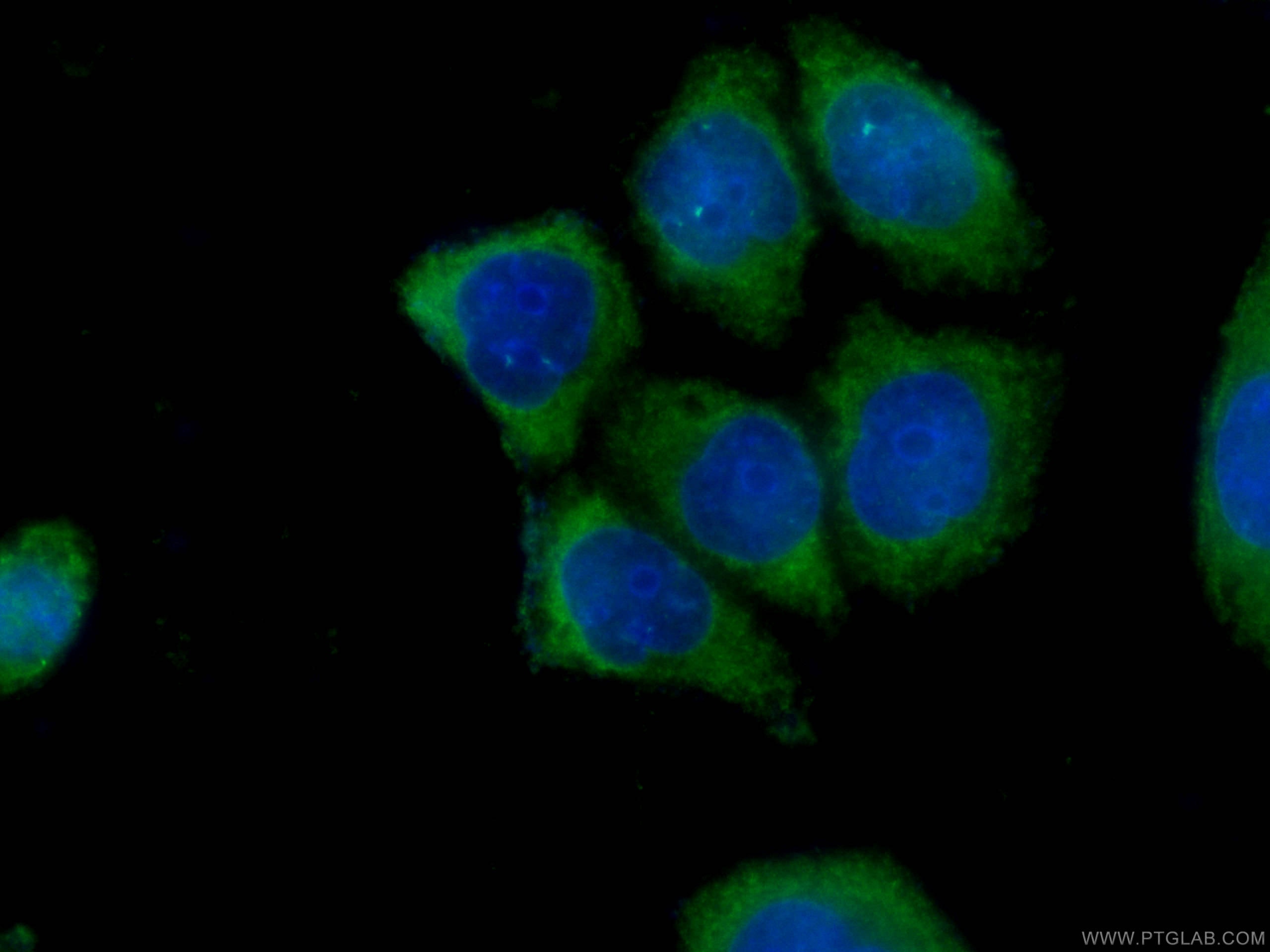 Immunofluorescence (IF) / fluorescent staining of HeLa cells using CoraLite® Plus 488-conjugated SLP76 Monoclonal ant (CL488-66465)
