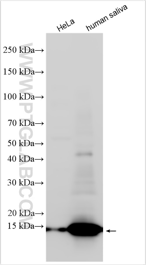 Western Blot (WB) analysis of various lysates using SLPI Polyclonal antibody (32205-1-AP)