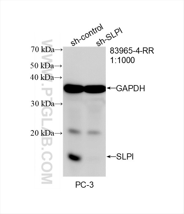 Western Blot (WB) analysis of PC-3 cells using SLPI Recombinant antibody (83965-4-RR)