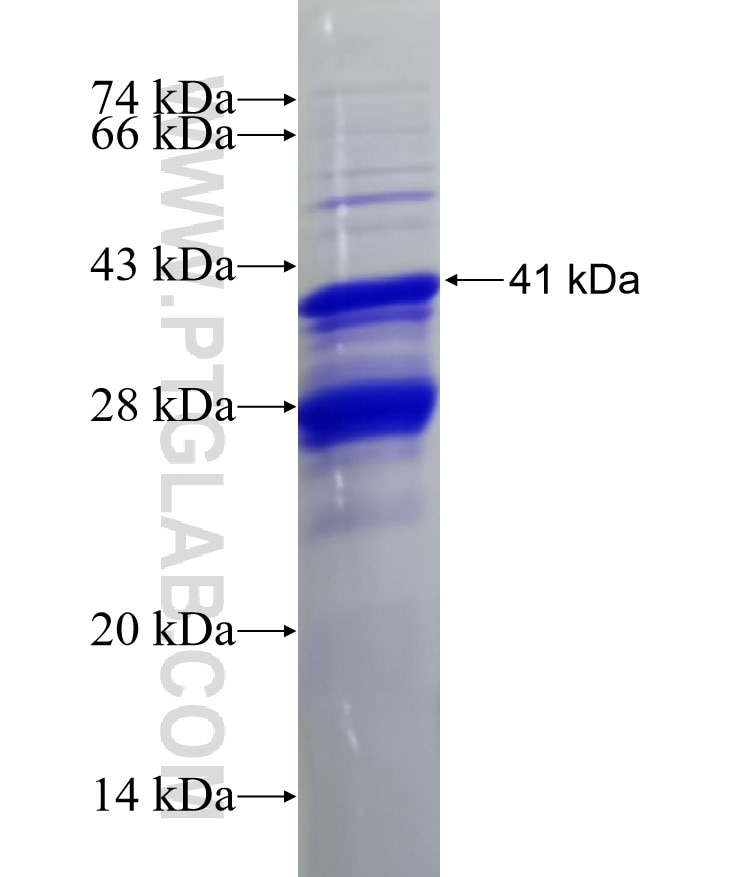SLPI fusion protein Ag1673 SDS-PAGE