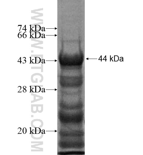 SLTM fusion protein Ag12060 SDS-PAGE