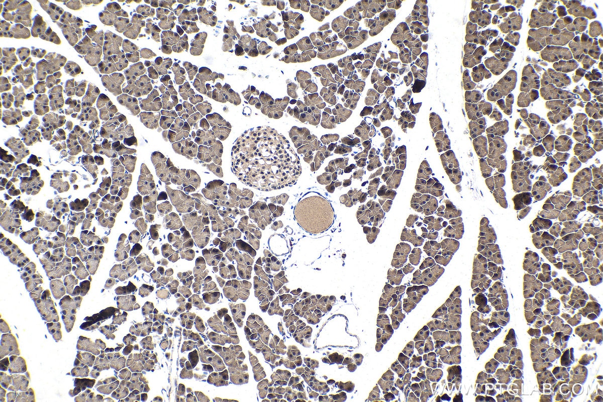 IHC staining of mouse pancreas using 12050-1-AP