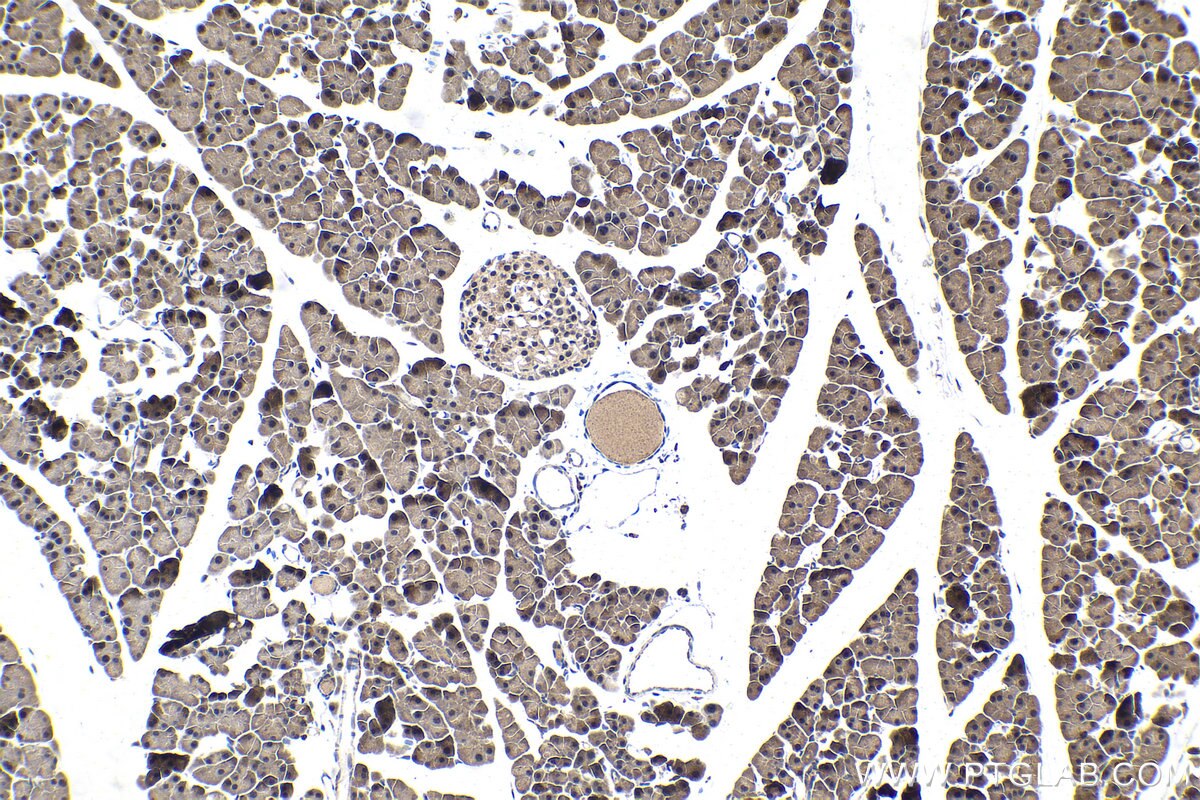 Immunohistochemistry (IHC) staining of mouse pancreas tissue using SLU7 Polyclonal antibody (12050-1-AP)