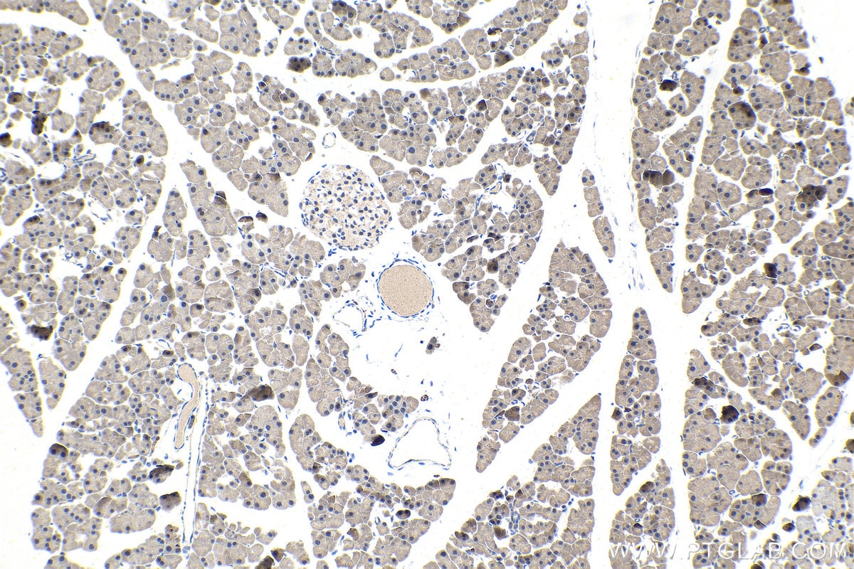 Immunohistochemistry (IHC) staining of mouse pancreas tissue using SLU7 Polyclonal antibody (12050-1-AP)