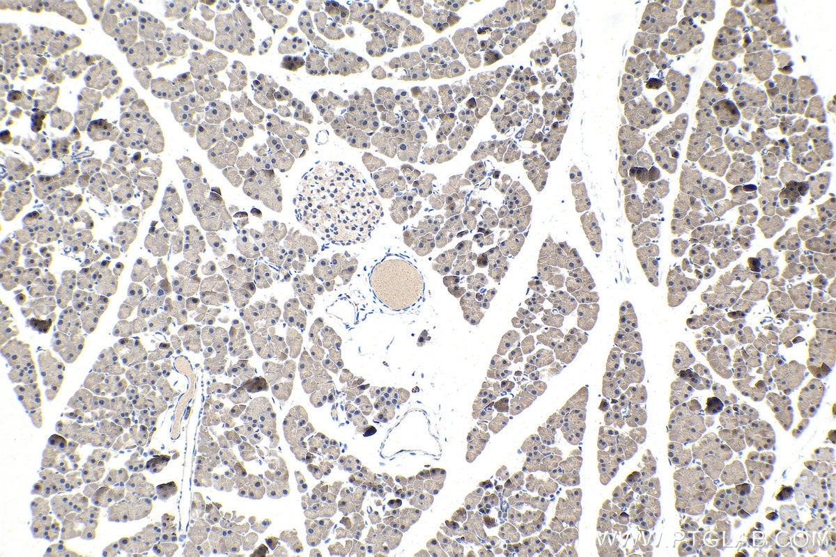 IHC staining of mouse pancreas using 12050-1-AP