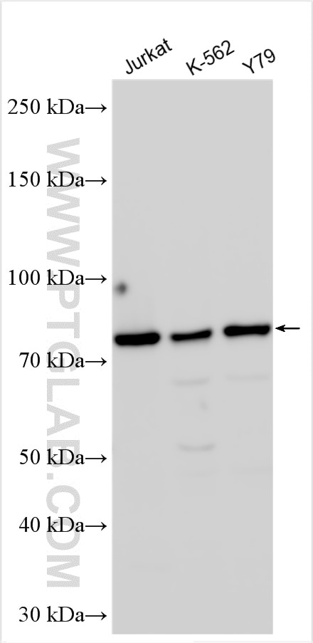Western Blot (WB) analysis of various lysates using SLU7 Polyclonal antibody (12050-1-AP)